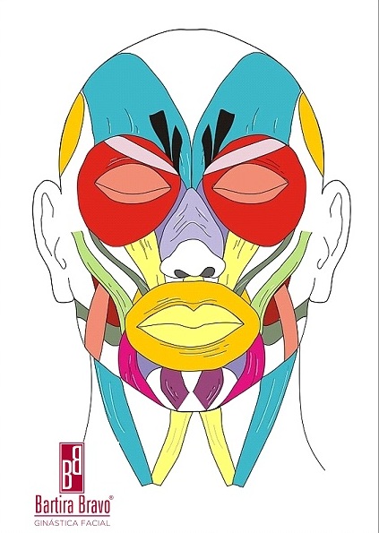 Ilustração editorial da anatomia facial